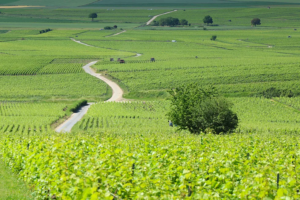 environnement Commune de Bouzy (51150) | Village de Champagne