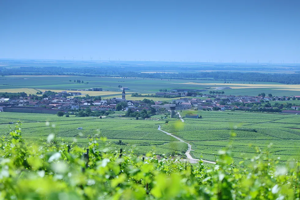 Commune de Bouzy (51150) | Village de Champagne